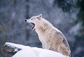 WOV 09 TL0033 01
Gray Wolf Yawning During Snowstorm