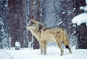 WOV 09 TL0035 01
Gray Wolf Standing In Woods During Snowstorm