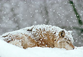WOV 09 TL0036 01
Gray Wolf Sleeping In Woods During Snowstorm