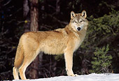 WOV 09 TL0037 01
Profile Of Gray Wolf Standing On Snow At Edge Of Woods