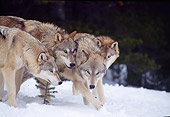 WOV 09 TL0038 01
Gray Wolf Pack Huddling On Snow At Edge Of Woods