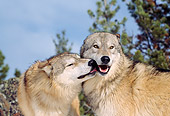 WOV 09 TL0039 01
Gray Wolf Licking Other Wolf Blue Sky Pine Trees