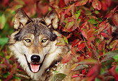 WOV 09 TL0040 01
Head Shot Of Gray Wolf Facing Camera Among Red Autumn Foliage