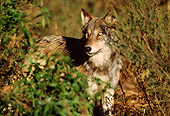 WOV 09 TL0042 01
Gray Wolf Standing In Foliage