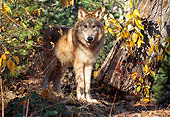 WOV 09 TL0043 01
Gray Wolf Standing At Base Of Tree In Autumn