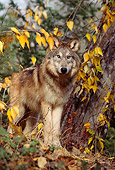 WOV 09 TL0044 01
Portrait Of Gray Wolf Standing At Base Of Tree In Autumn Yellow Leaves
