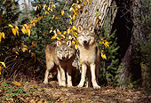 WOV 09 TL0045 01
Two Gray Wolves Standing At Base Of Tree In Autumn