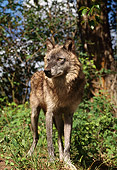 WOV 09 TL0046 01
Portrait Of Gray Wolf Standing In Clearing In Woods