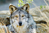 WOV 09 TL0047 01
Head On Head Shot Of Mexican Gray Wolf Sitting By Rocks