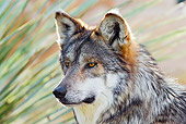 WOV 09 TL0048 01
Head Shot Of Mexican Gray Wolf Standing By Foliage