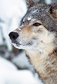 WOV 10 MC0001 01
Portrait Of Gray Wolf In Snow