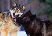 WOV 11 RK0010 01
Close Up Of Wolves Playing