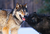 WOV 11 RK0010 13
Close Up Of Wolves Playing
