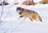 WOV 11 RK0014 02
Wolf Walking On Snow