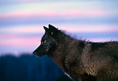 WOV 11 RK0018 02
Close Up Of Black Wolf