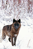 WOV 11 DB0003 01
Black Wolf Standing In Snow In Woods