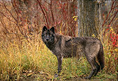 WOV 11 DB0007 01
Black Wolf Standing On Grass At Edge Of Woods In Autumn