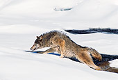WOV 11 RK0014 05
Wolf Walking On Snow