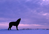 WOV 11 RK0015 18
Profile Of Black Wolf Howling On Snow Gray Clouds