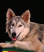 WOV 11 RK0045 11
Head Shot Of Hybrid Wolf Black Background
