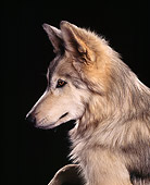 WOV 11 RK0045 16
Head Shot Of Hybrid Wolf Black Background