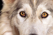 WOV 11 RK0046 21
Close Up Of Eyes Of Hybrid Wolf Facing Camera