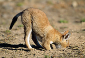 WOV 19 MH0001 01
Ethiopian Wolf Pup Digging Hole In Dirt