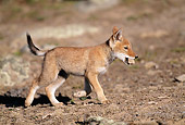 WOV 19 MH0002 01
Ethiopian Wolf Pup Walking On Dirt With Rock In Mouth