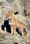 WOV 19 MH0003 01
Ethiopian Wolf Pup Standing On Rocks