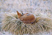 WOV 19 MH0004 01
Ethiopian Wolf Pup Curled Up On Grass Nest
