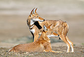 WOV 19 MH0005 01
Two Ethiopian Wolves Alert On Plains