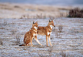WOV 19 MH0006 01
Two Ethiopian Wolves Alert On Plains