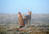 WOV 19 MH0007 01
Back View Of Two Ethiopian Wolves Alert On Plains
