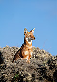 WOV 19 MH0008 01
Ethiopian Wolf Sitting Alert Against Blue Sky