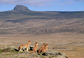 WOV 19 MH0009 01
Back View Of Pack Of Ethiopian Wolves Sitting On Plains