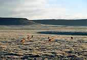 WOV 19 MH0010 01
Back View Of Pack Of Ethiopian Wolves Walking On Plains