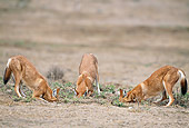 WOV 19 MH0011 01
Three Ethiopian Wolves Digging Holes In Dirt