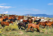 WRG 01 RK0122 04
A Herd Of Horses And Wrangler Riding Through Field Of Yellow Flowers