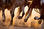WRG 01 KH0002 01
Close-Up Of Horses' Legs Running Herded By Wrangler
