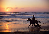 WRG 01 RC0001 01
Wrangler Cantering Horse On Beach With Dog At Sunset