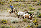WRG 01 RK0010 06
Wrangler Lassoing Two Wild Horses In Pasture