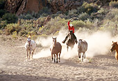 WRG 01 RK0018 07
Wrangler Lassoing Four Horses