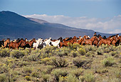 WRG 01 RK0146 01
Wranglers And Horses Galloping On Pasture