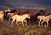 WRG 01 RK0156 01
Wranglers And Horses On Pasture