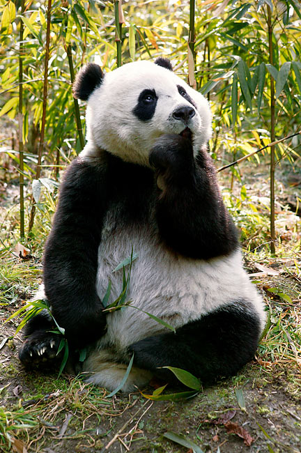 Giant Panda Cub Sitting In Bamboo Forest Looking Up | Kimballstock