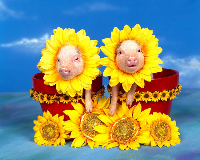 sunflower pig Animal Stock Photos Kimballstock