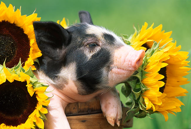 sunflower pig - Animal Stock Photos - Kimballstock