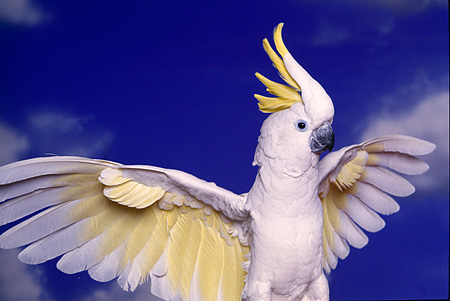 yellow and white cockatoo yellow and white cockatoo