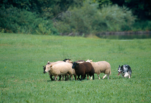 australian shepherd herding sheep