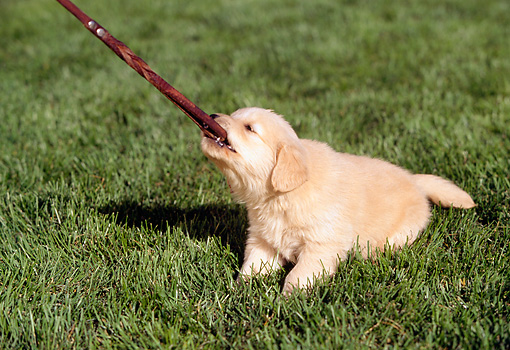 Golden Retriever Puppy Pulling On Leash On Grass Kimballstock
